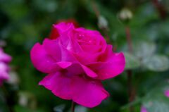 薔薇１