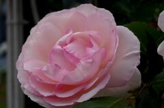 薔薇３
