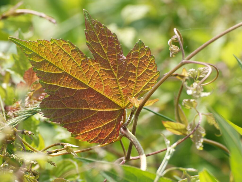 日差しを浴びて