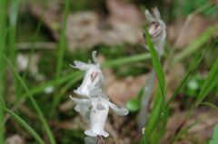 森の中のダービー混戦模様（銀竜草）