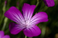 ムギナデシコ１