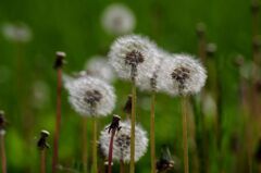 タンポポティクオフスタンバイ