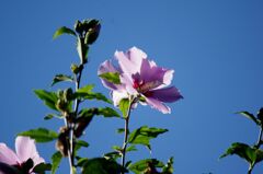 夏の日差しを受けて１