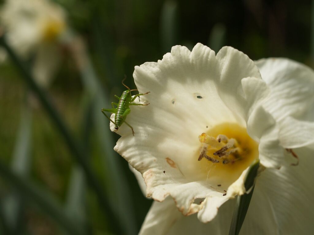 犯人はお前か！黙秘します