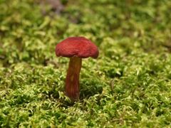 食べられるのかなぁ～