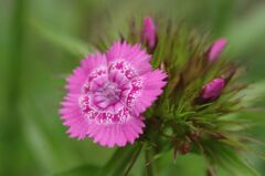 雨に濡れる撫子１
