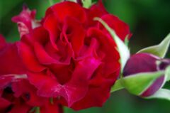 赤い薔薇