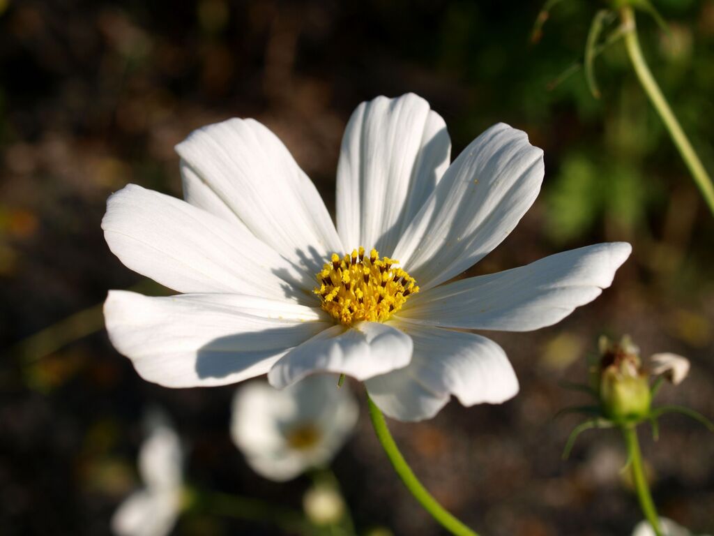 カラフルなコスモス達２