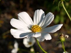 カラフルなコスモス達２