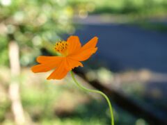 キバナコスモス２