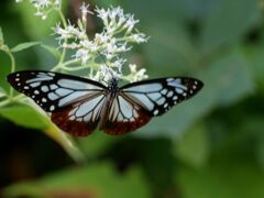 アサギマダラ２