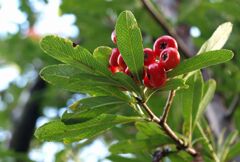 ヒマラヤトキワサンザシ