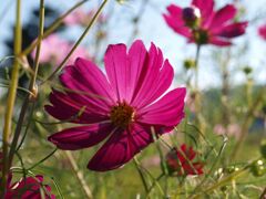 カラフルなコスモス達５