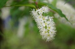 ウワミズザクラ２