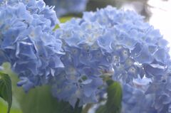 紫陽花２