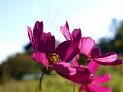 カラフルなコスモス達４