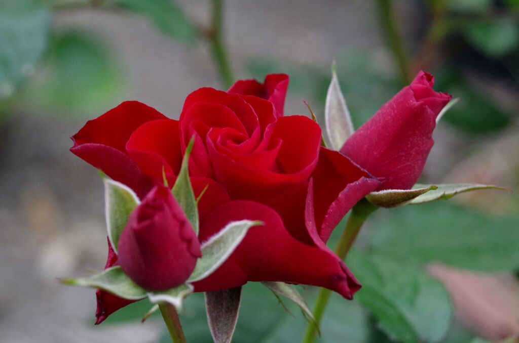 薔薇