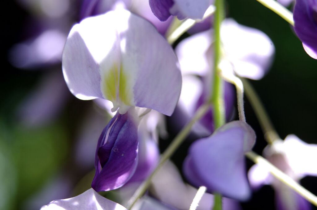 フジの花３
