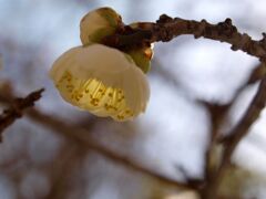 庭の梅１