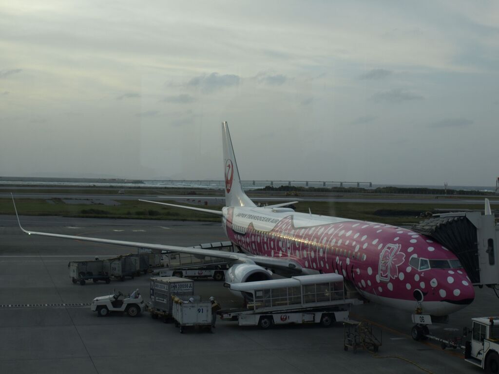 空港に甚平サメ現る！