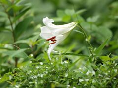 早咲き笹ユリ２