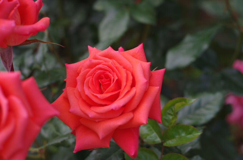 薔薇３