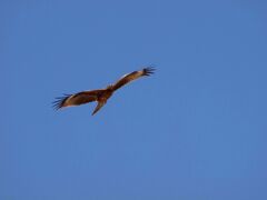 青空を舞うトンビ
