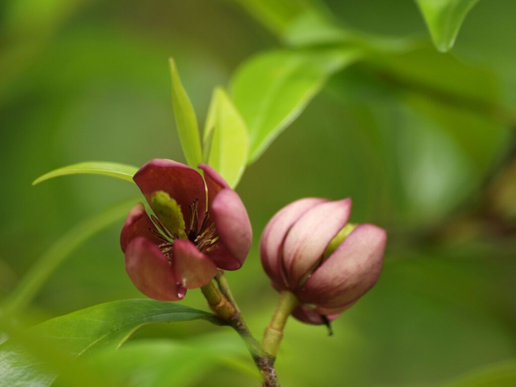 カラタネオガタマ（ポートワイン）