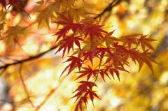 紅葉