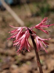 ショウジョバカマ
