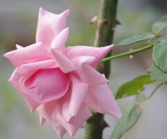 エレガントな薔薇