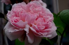 薔薇４
