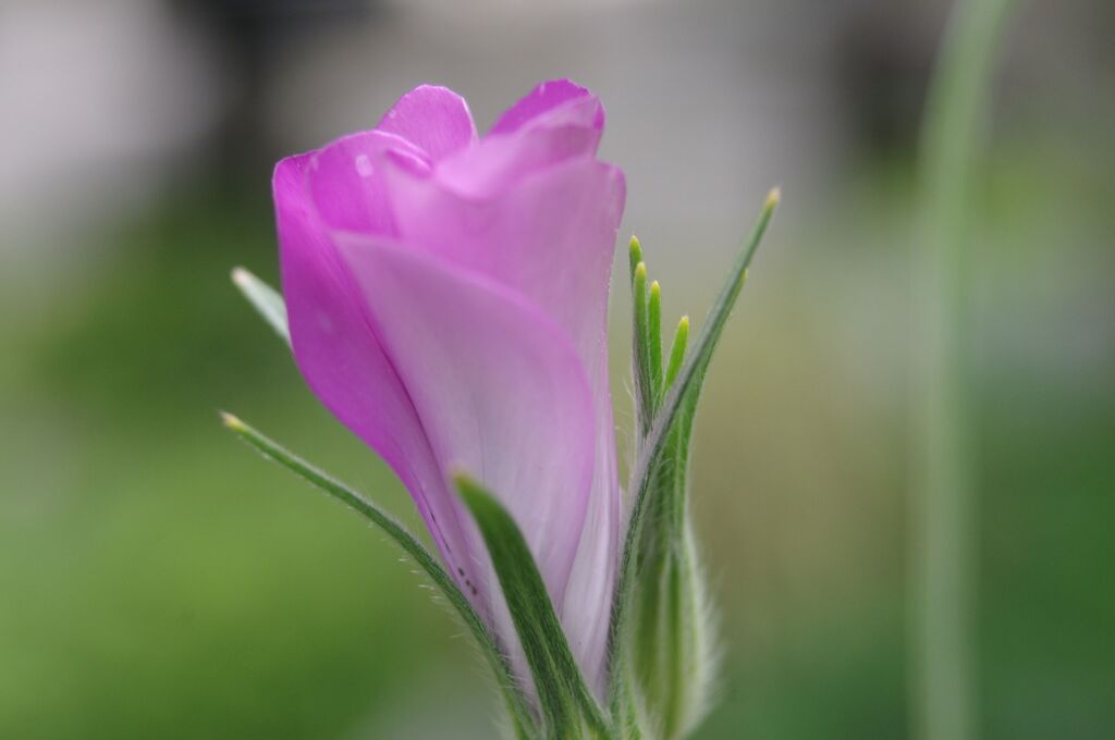 もうすぐ開花