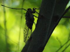 ガールハント中