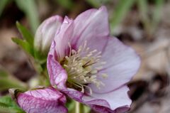 クリスマスローズ３