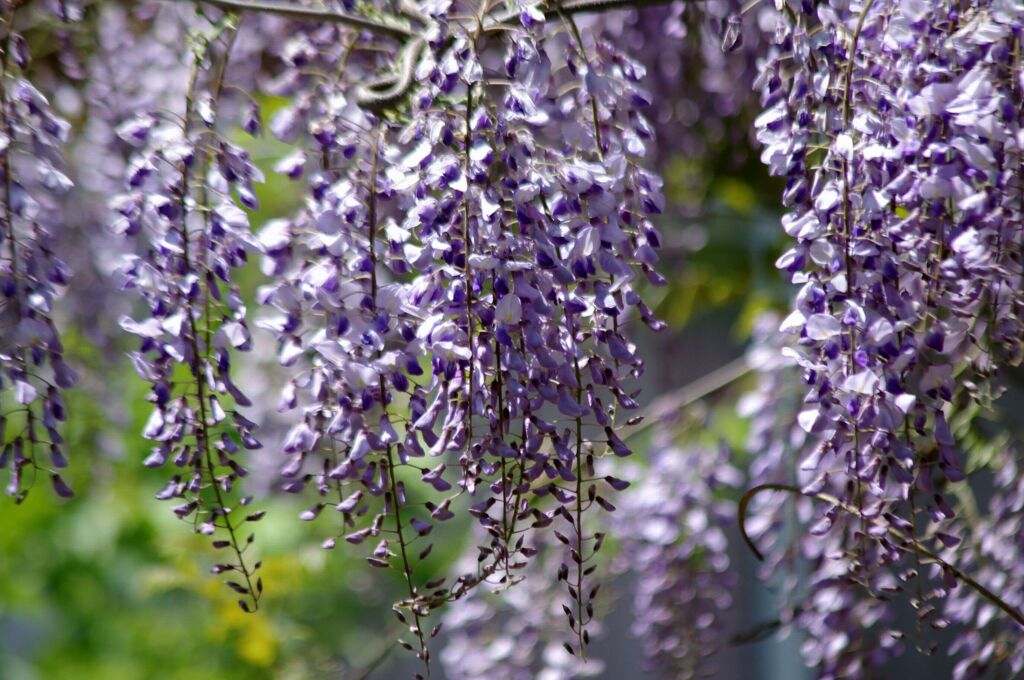 フジの花１