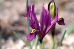 カンザキアヤメ２