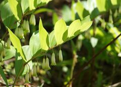 アマドコロ（元気を出して）