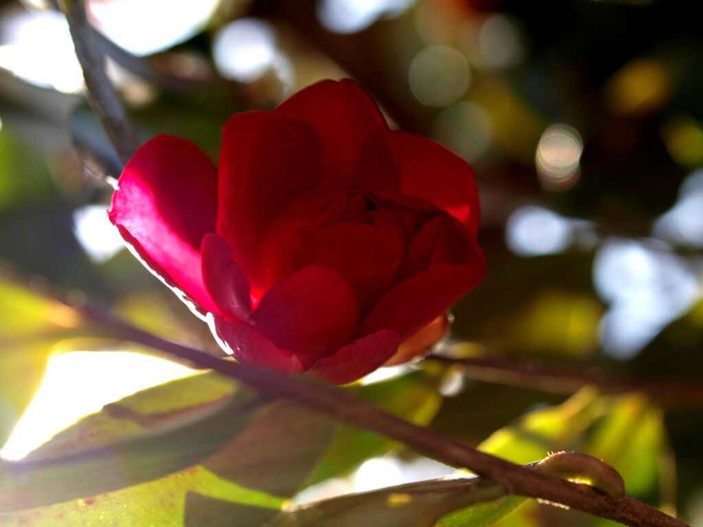 山茶花