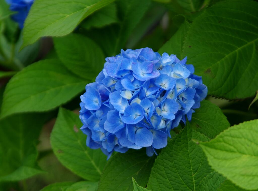 紫陽花２