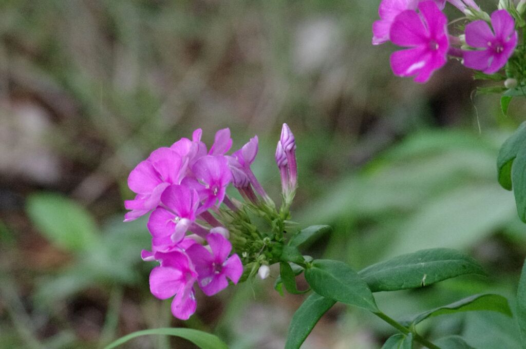 ピンク色の野草
