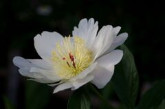白い芍薬