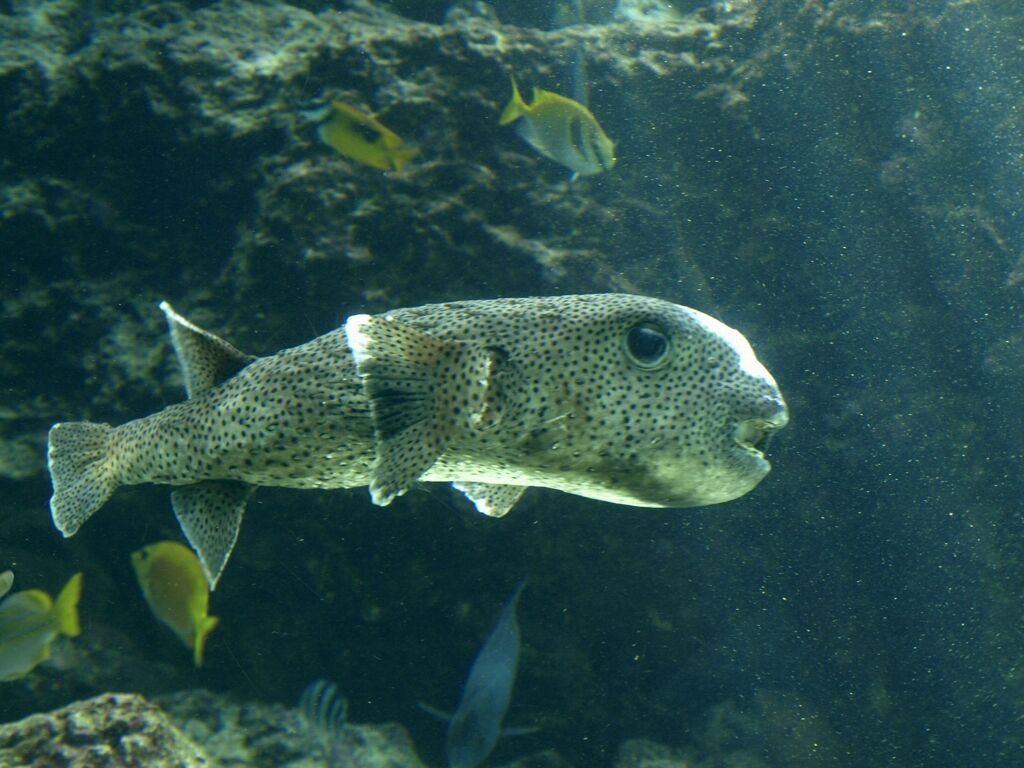 沖縄美ら海水族館にて３