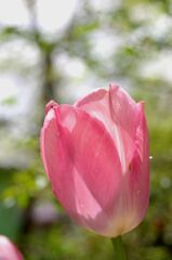 チューリップ