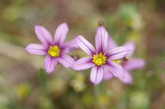 ニワゼキショウ