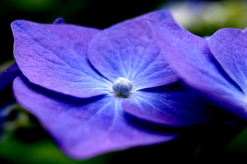 額紫陽花