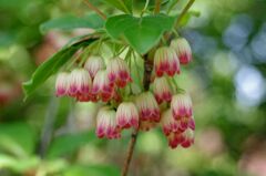 サラサドウダンツツジ１