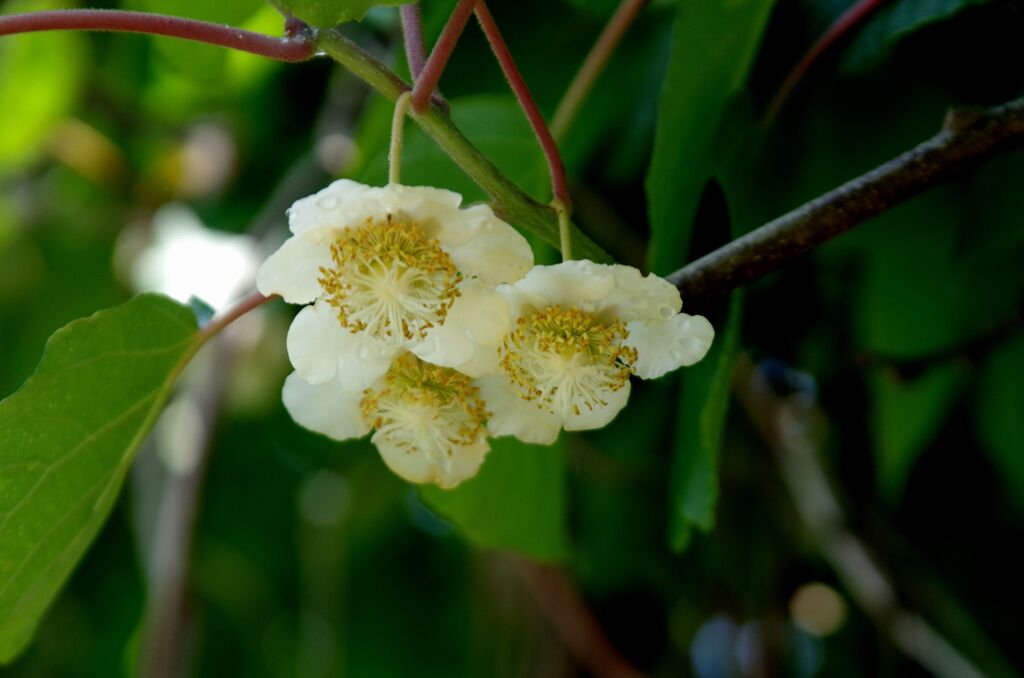 キウイの花