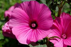 初夏に咲くピンクの花１