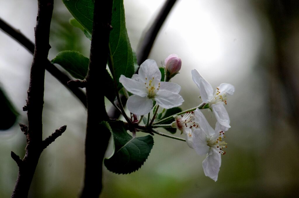 秋に咲いた桜